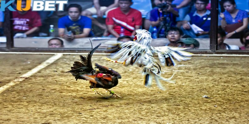 Đá gà Kubet và cách chọn kèo chuẩn mỗi lần dự đoán kết quả 1 Đá gà Kubet quy tụ các màn cạnh tranh siêu quyết liệt