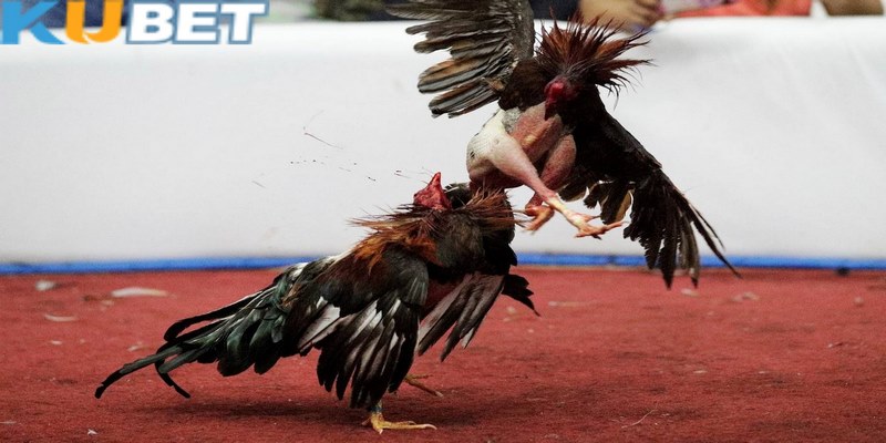 Đá gà Kubet và cách chọn kèo chuẩn mỗi lần dự đoán kết quả 2 Các trận đá gà cựa sắt luôn tạo nên sức hút giải trí khác biệt